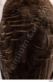 Greater white-fronted goose Anser albifrons back feathers 0001.jpg